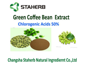China Organic Green Coffee Bean Extract Powder 50% Chlorogenic Acid Control Weight supplier