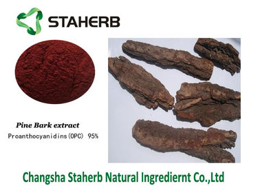 China Pine Bark Extract Standard Reference Materials Contain Polyphenols Proanthocyanidins supplier