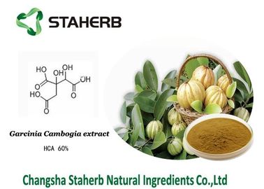 China Hydroxy Citric acid / Weight losing Garcinia Cambogia extract HCA supplier