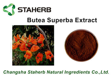 China Brown Powder Herbal Extract Ratios Butea superba extract Beta-Sitosterol 10:1 By TLC supplier