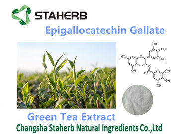 China Organic / Powerful Antioxidants Supplements Epigallocatechin Gallate 50-98% supplier