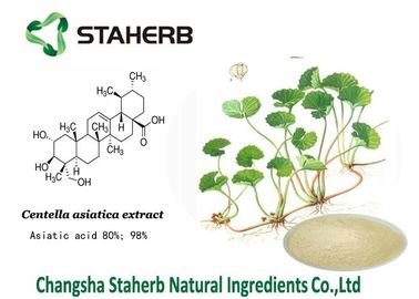 China Gotu Kola Concentrated Plant Extract , Natural Plant Extracts For Skin Care supplier
