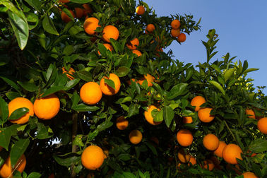 Hesperidin / Citrus Aurantium Extracts Lemon Extract Powder Micronized Diosmin EP CAS 520 27 4 supplier