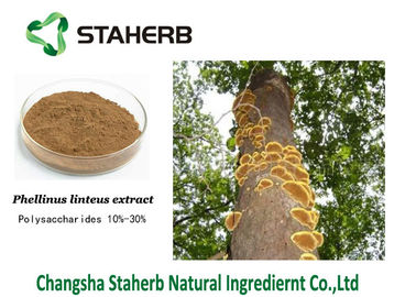 Fruitbody Phellinus Igniarius Extract Powder Polysaccharides 0.5%-30% Relive Pain supplier