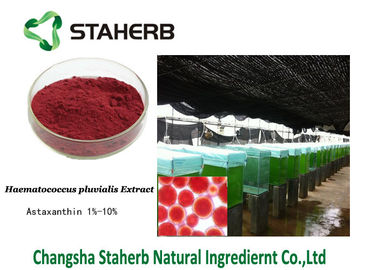 Astaxanthin Antioxidant Dietary Supplement Haematococcus Pluvialis Extract Dark Red Powder supplier