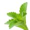 Sweetener Natural Food Additives , Stevia Leaf Extract Powder 90% 97% 98% RA / Stevioside supplier