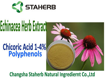 Natural Echinacea Purpurea Extract Chicoric Acid , Polyphenol , Echinacea extract supplier