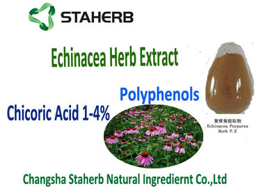 Natural Echinacea Purpurea Extract Chicoric Acid , Polyphenol , Echinacea extract supplier