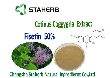 Anti-inflammatory and antiproliferative Smoke Tree Organic Plant Extracts 50% Fisetin Powder Cotinus Coggygria Extract supplier