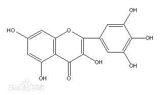 Health supplement Pure Natural Plant Extracts bayberry bark extract of myricetin powder supplier