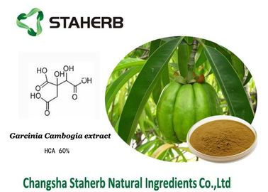 Hydroxy Citric acid / Weight losing Garcinia Cambogia extract HCA supplier