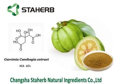 Hydroxy Citric acid / Weight losing Garcinia Cambogia extract HCA supplier