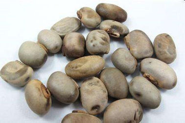 Concentrated plant Mucuna pruriens extract Levodopa powder cas no.59-92-7 supplier