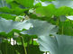 Lotus leaf Weight Losing Raw Materials Nuciferine Cas no.475-83-2 supplier