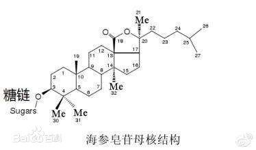 Sea Cucumber Extract Natural Cosmetic Ingredients Holothurin 20% For Cosmetic supplier