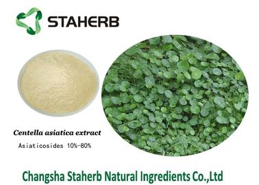 Gotu Kola Extract Natural Cosmetic Ingredients , Organic Skin Care Ingredients supplier