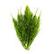 Field Horsetail Extract Green Plant Extract , Plant Protein Extraction Silica Acid Powder supplier