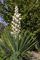 Yucca Schidigera Extract Natural Feed Additives Yocoin Yucca Powder supplier
