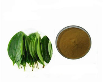 Persimmon Leaf Extract Pure Natural Plant Extracts Folium Kaki Extract Powder supplier