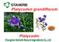 Platycodon Grandiflorum Green Plants Extracts , Extracting Chemicals From Plants supplier