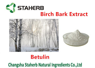 Medical - Grade Birch Bark Extract , Plant Extract Powder 98% Betulin supplier