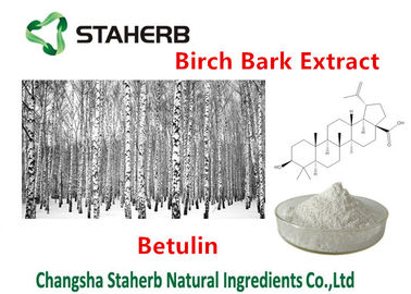 Medical - Grade Birch Bark Extract , Plant Extract Powder 98% Betulin supplier