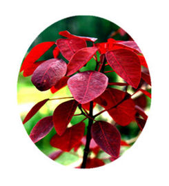 Cotinus Coggygria Green Plant Extract Smoketree Extract Fisetin 50% - 95% supplier