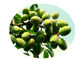Olea Europaea Leaf  Herbal Extract Powder , Organic Plant Extracts Oleanolic Acid 98% supplier