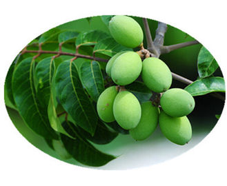 Olive Leaf Herbal Plant Extract , Organic Herbal Extracts Solvent Extraction Type supplier